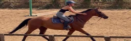 English Thoroughbred horses for sale: Easy Allrounder  - Advert 6