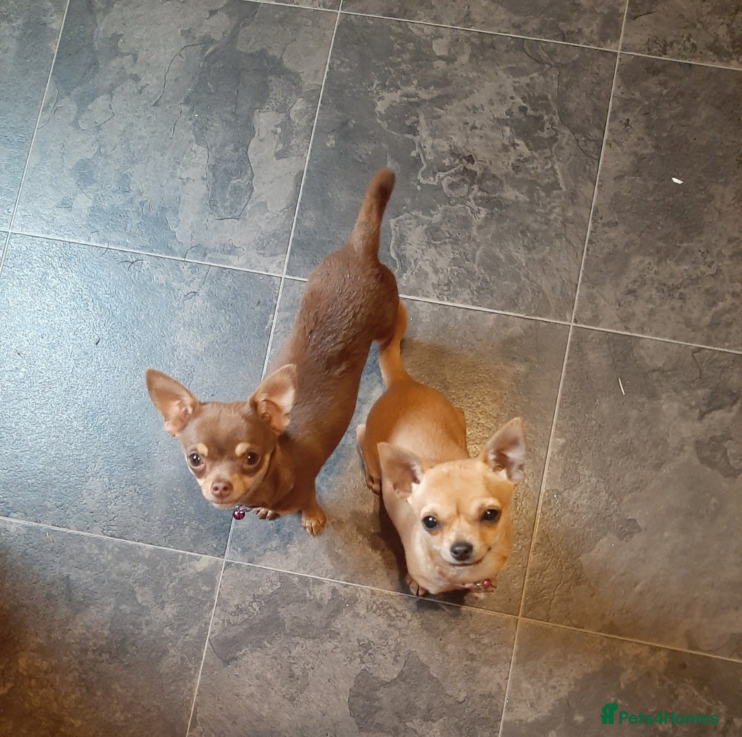 Chihuahua dogs Two beautiful girls left. - Advert 2