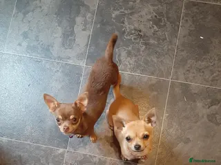 Chihuahua dogs Two beautiful girls left. - Advert 2