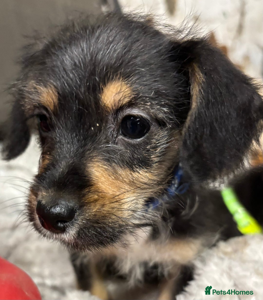 Jackapoo dogs for sale: Adorable Jackapoo puppies  - Image 10