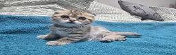 Scottish Fold cats for sale: 6 SCOTTISH FOLD KITTENS FOR SALE - Advert 9