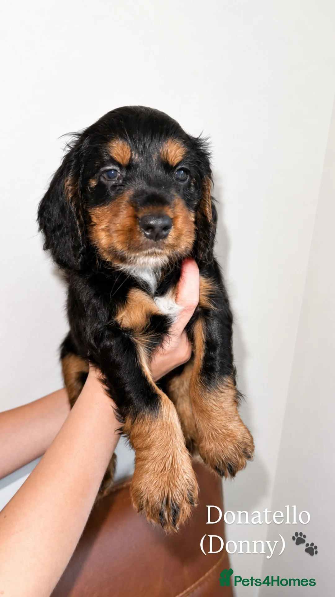 Cocker Spaniel dogs for sale: Tri coloured cocker spaniel puppies  in Cheltenham - Advert 2