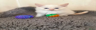 Ragdoll 1