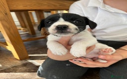 Jack Russell dogs for sale: Stunning little boys and girls - Image 20