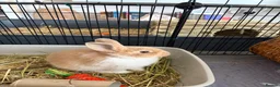 Lionhead rabbits for sale: Lion Head Cross bunnies  in Inverness - Advert 8