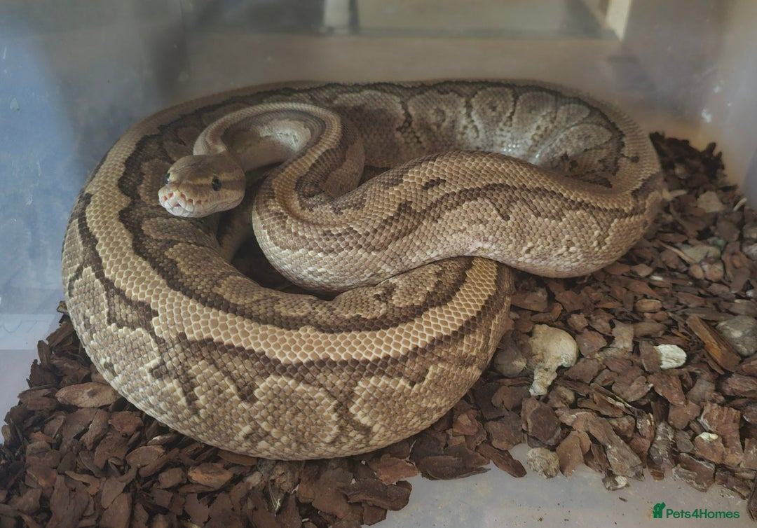 Python Snake reptiles for sale: Adult Female Royal Pyrhons - Image 5