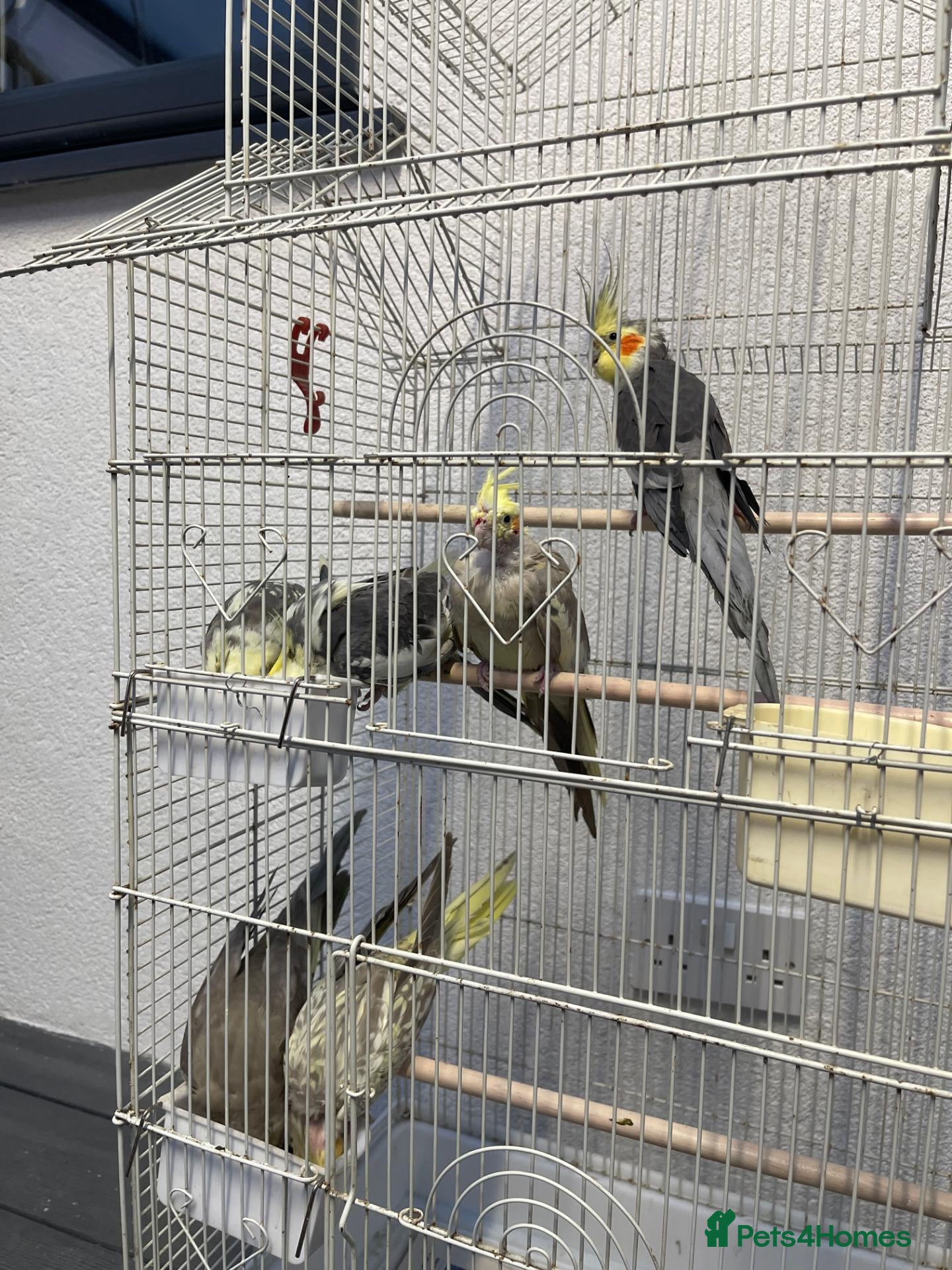 Cockatiels birds for sale: Family of 6 Cockatiels for Sale -Good price - Advert 2