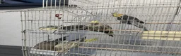 Cockatiels birds for sale: Family of 6 Cockatiels for Sale -Good price in Ilford - Advert 2