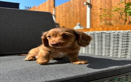 Miniature Dachshund dogs for sale: Dachshund puppies - Image 22