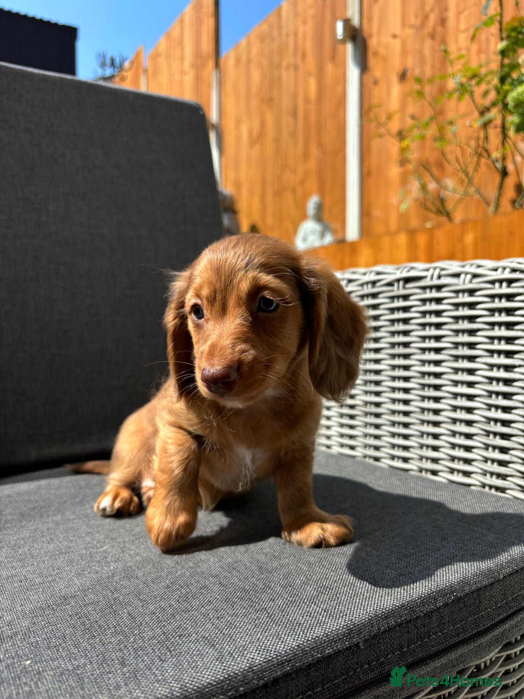 Miniature Dachshund dogs for sale: Dachshund puppies - Image 22