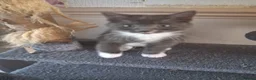 Ragdoll cats for sale: CUTE RARE BLUE COLOUR RAGDOLL KITTENS  - Advert 9
