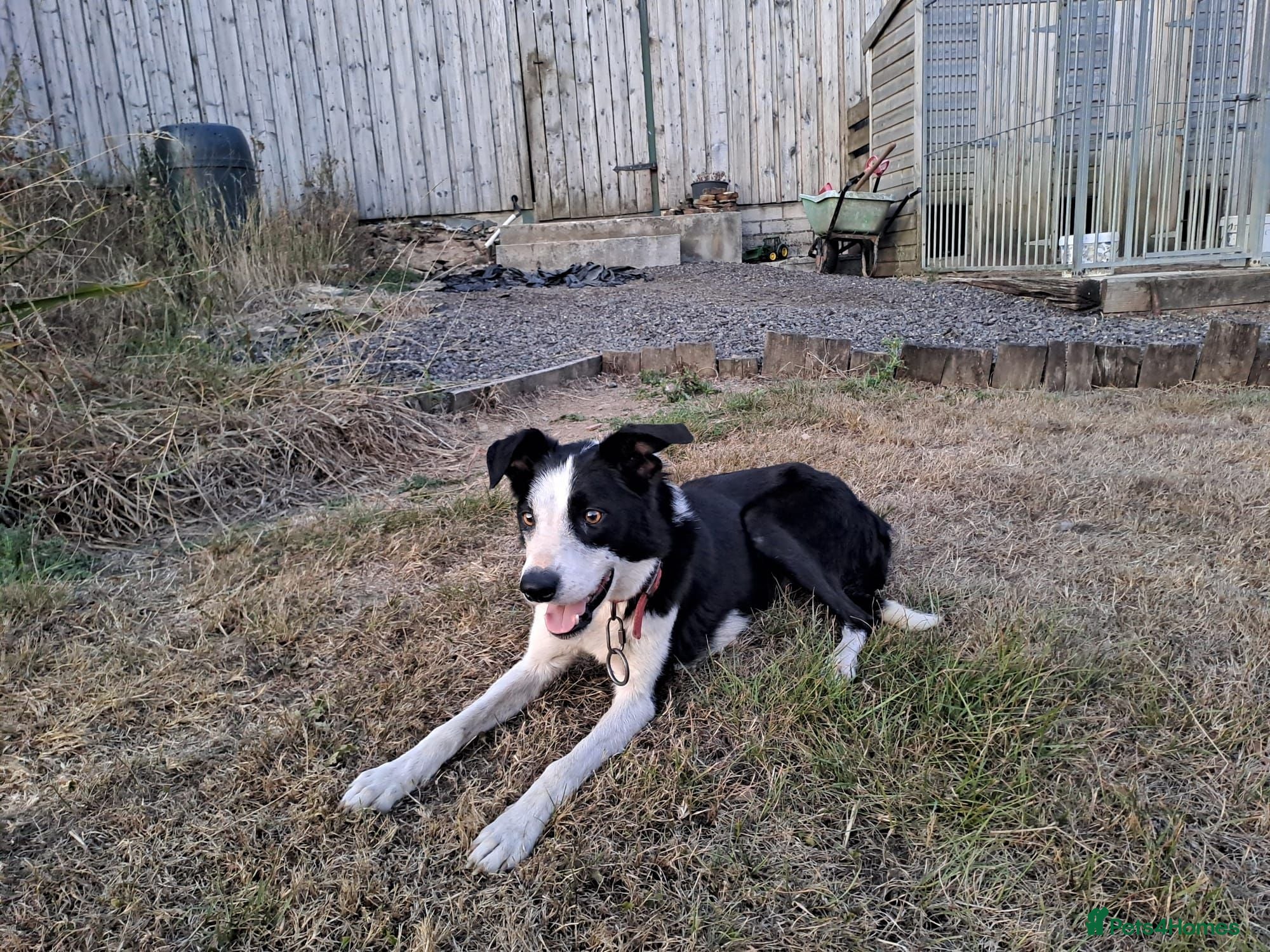 Border Collie dogs 3 gorgeous puppies looking for there forever home - Advert 2