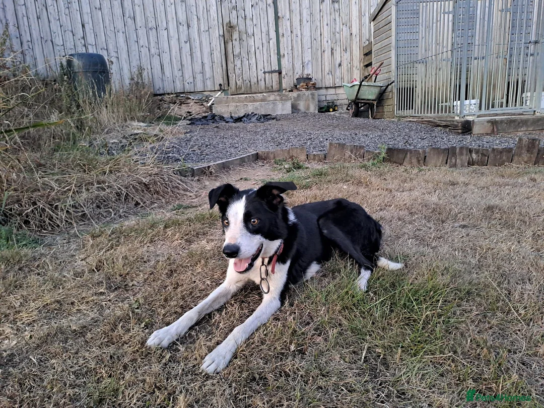 Border Collie dogs for sale: 3 gorgeous puppies looking for there forever home - Advert 2