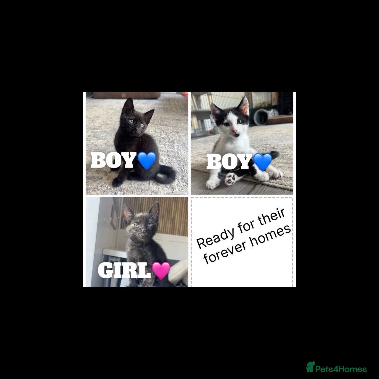 Domestic Shorthair cats 3 kittens left looking for their forever home 🩷💙 - Advert 17
