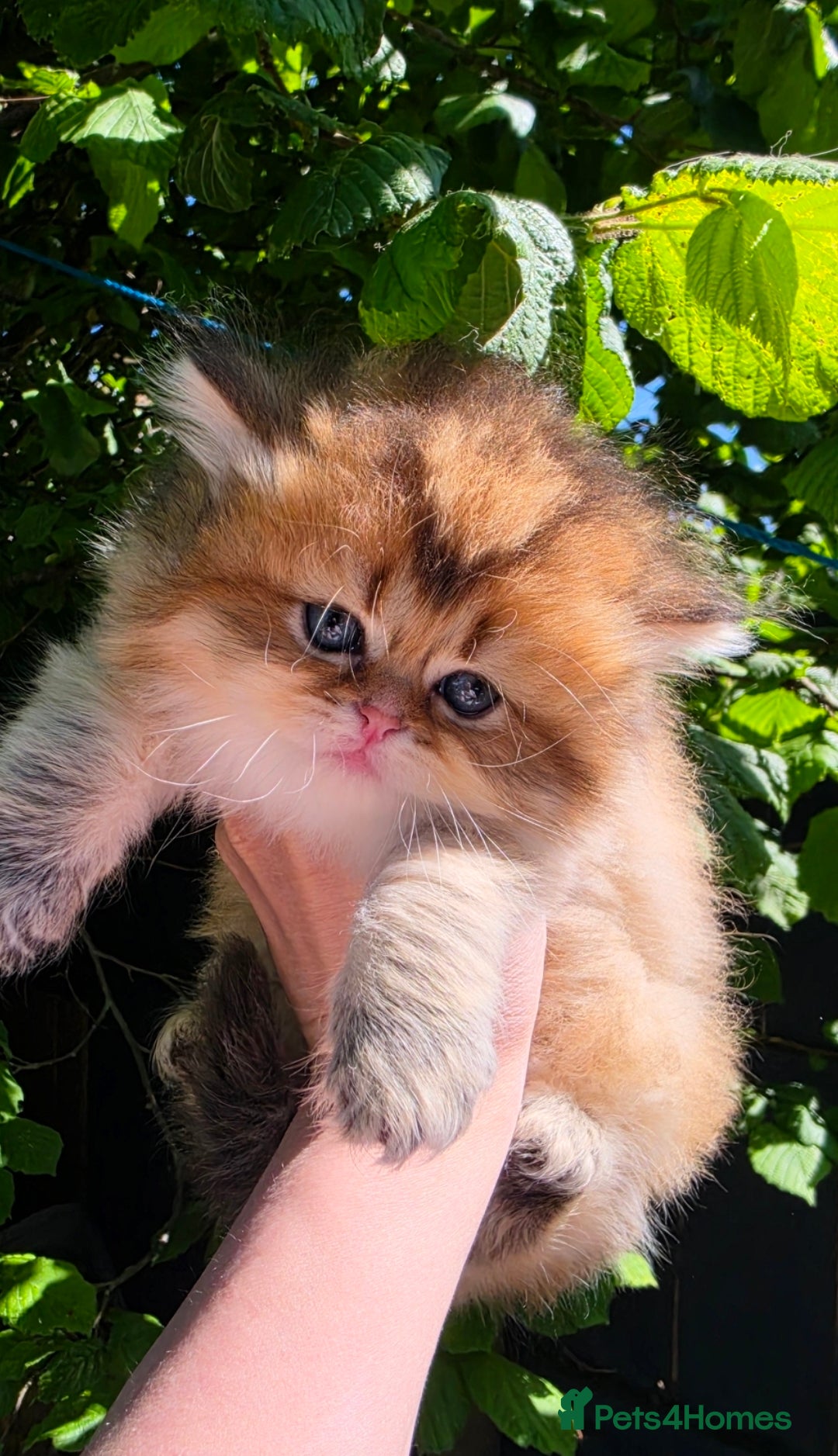 British Shorthair cats  ✨ Golden British Longhair Female ✨ - Advert 16