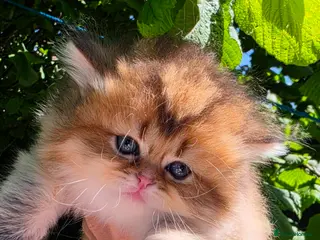 British Shorthair cats ✨ Golden British Longhair Female ✨ - Advert 16