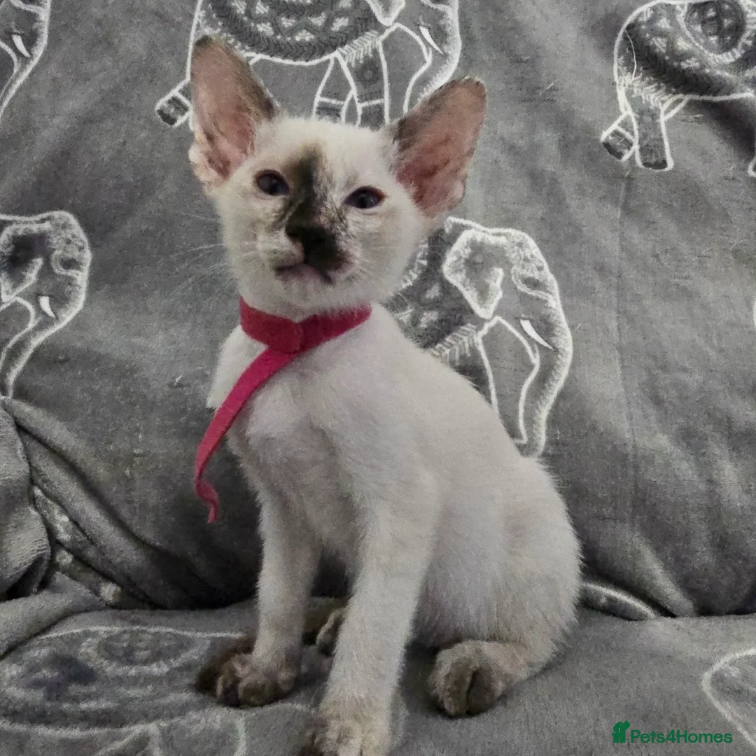 Siamese cats for sale: Adorable fur babies - Advert 7