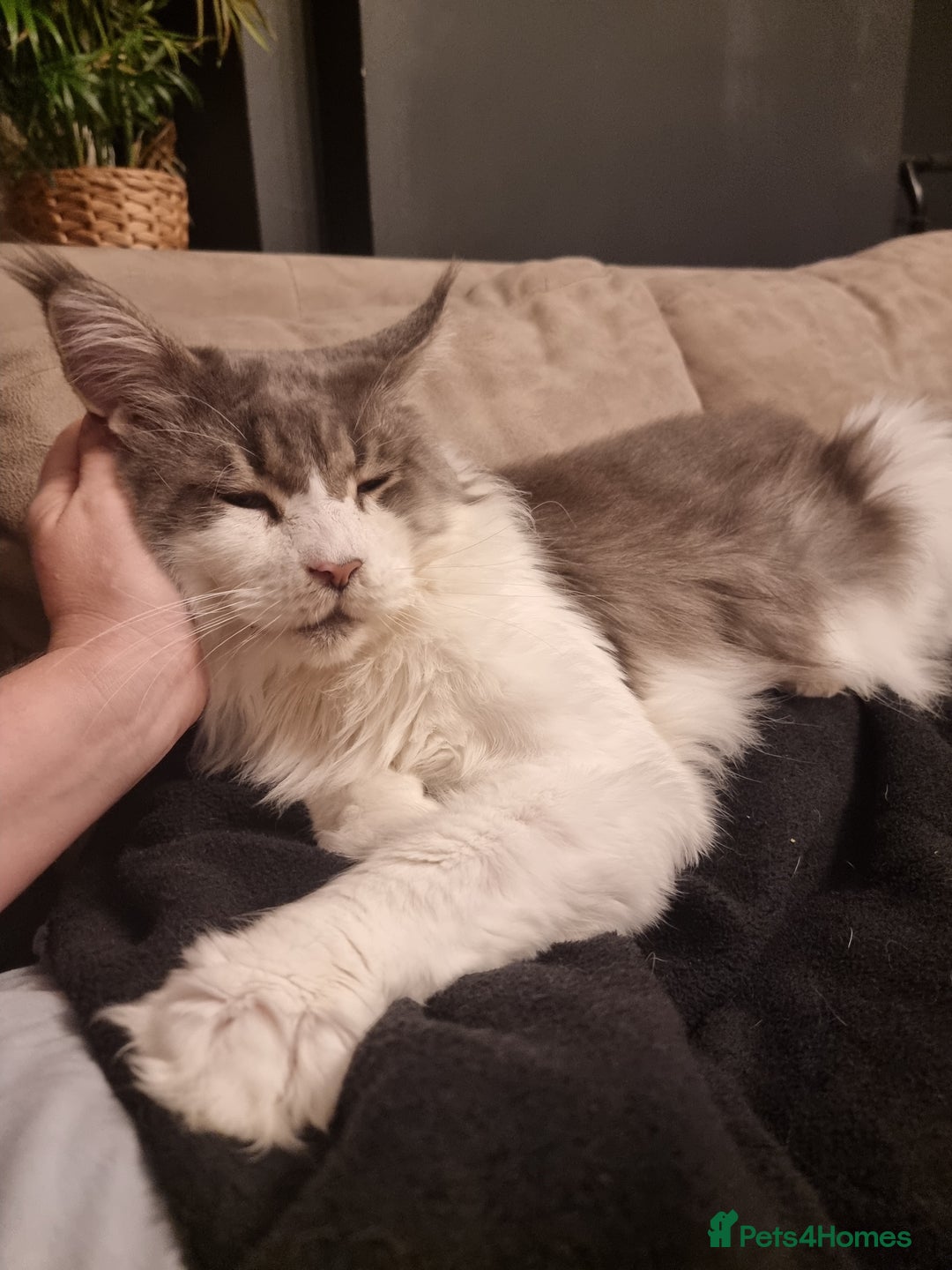 Maine Coon cats for sale: Beautiful Maine Coon kittens  - Image 19