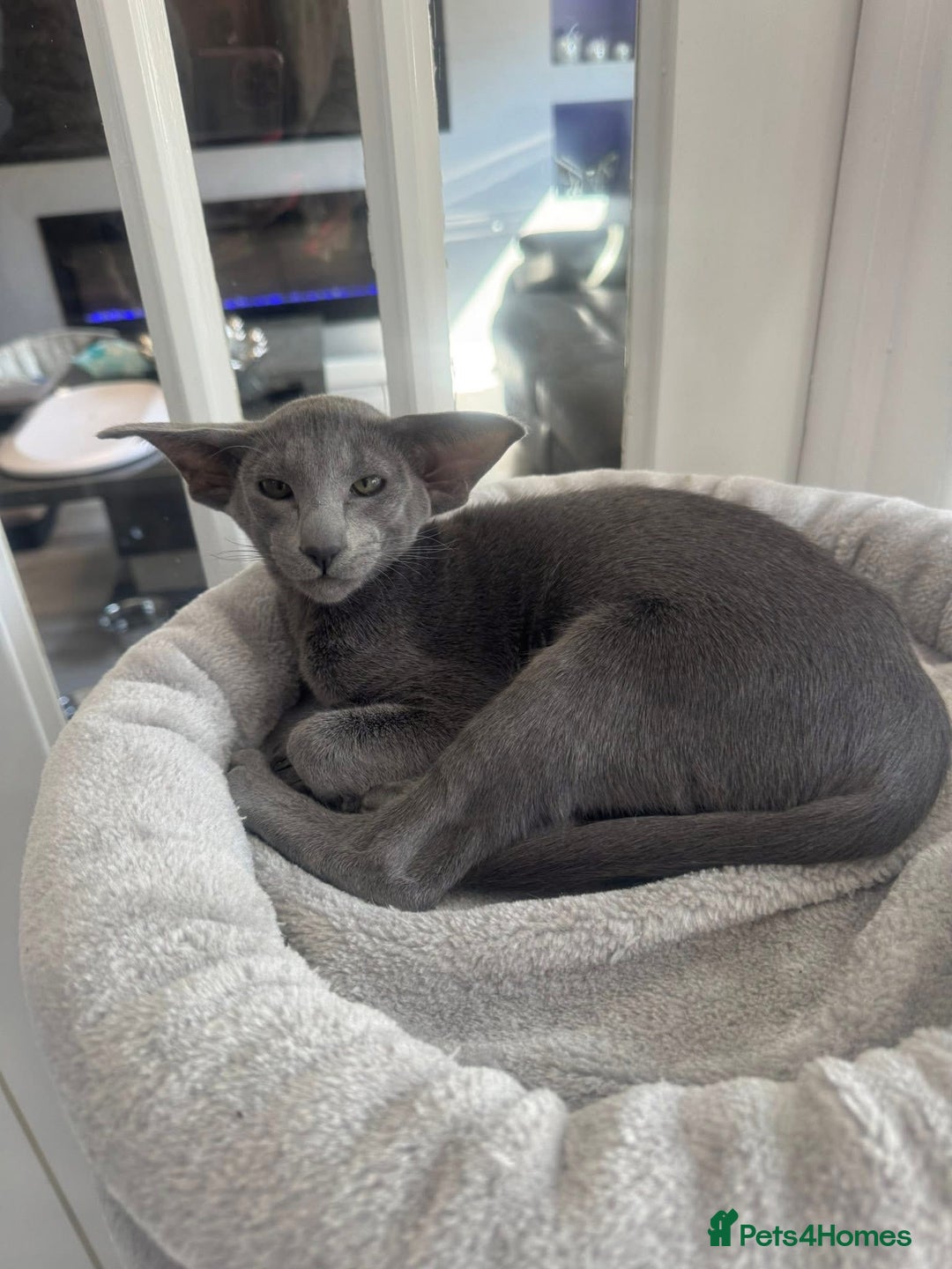 Oriental cats for sale: Stunning active blue girl Gccf registered  - Advert 7