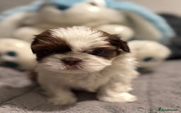 Shih Tzu dogs for sale: Shih Tzu  - Advert 4