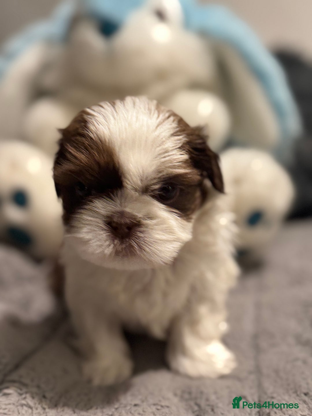 Shih Tzu dogs for sale: Shih Tzu  - Advert 4