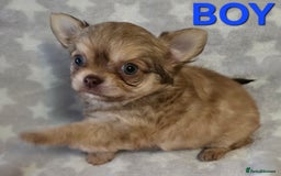 Chihuahua dogs for sale: KC Registered Puppies - Image 10
