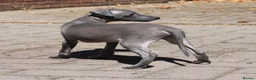 Italian Greyhound dogs for sale: Ready now, only 1 left. KC Reg Italian Greyhound - Advert 2