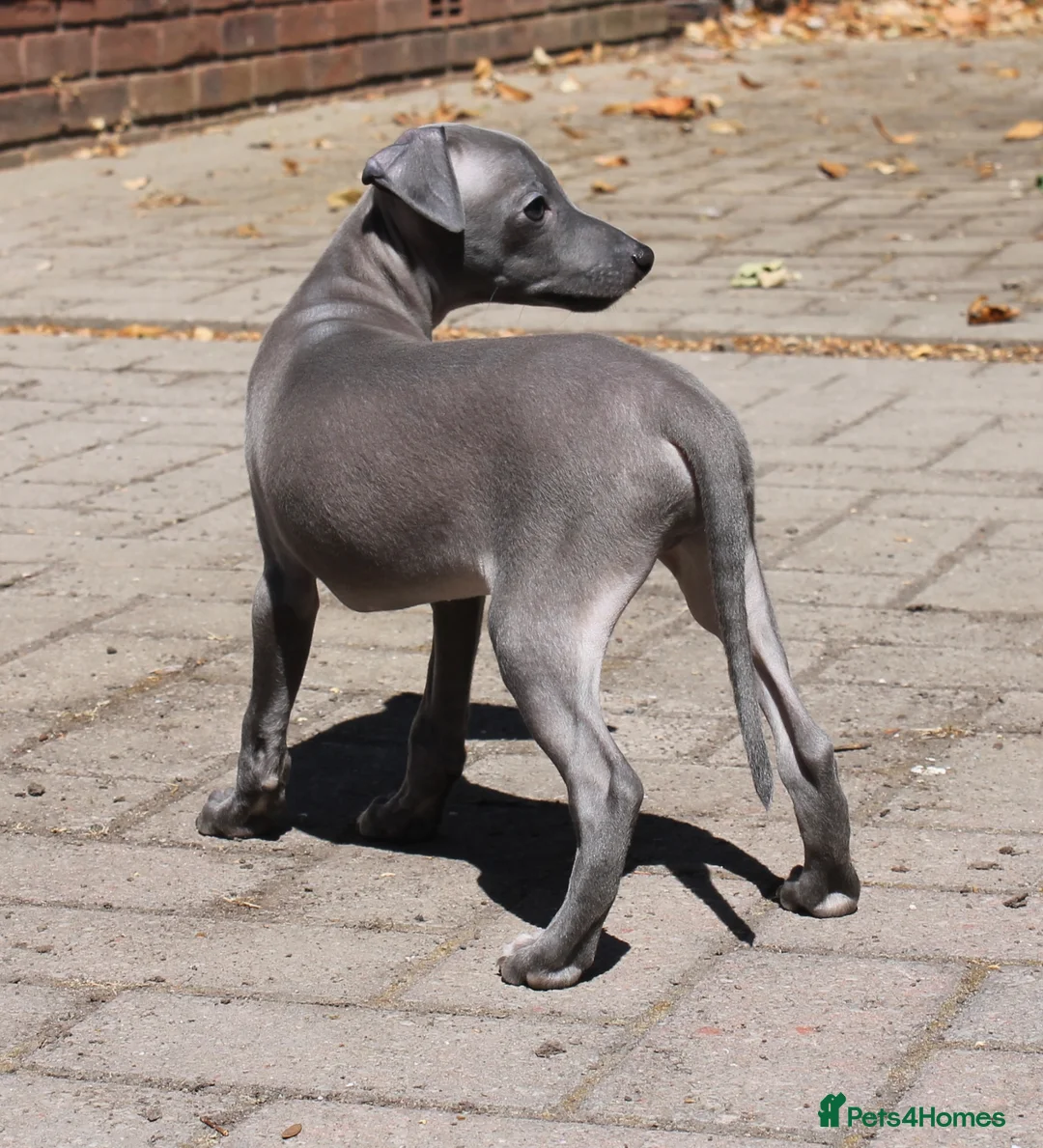 Italian Greyhound dogs for sale: Ready now, only 1 left. KC Reg Italian Greyhound - Advert 2