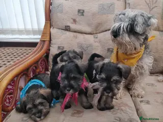 Miniature Schnauzer dogs Miniature Schnauzer puppy for sale - Advert 1