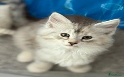 Norwegian Forest Cat cats for sale: SANNVENN Norwegian Forest Cats - Image 16