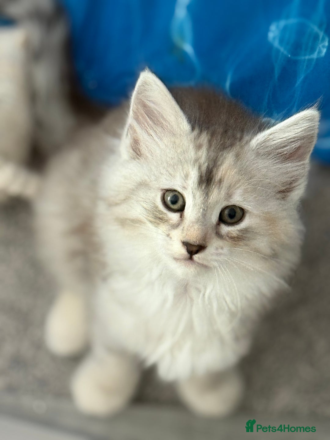 Norwegian Forest Cat cats for sale: SANNVENN Norwegian Forest Cats - Image 16