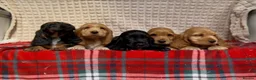 Cocker Spaniel dogs for sale: STUNNING COCKER SPANIEL PUPPIES  - Advert 10