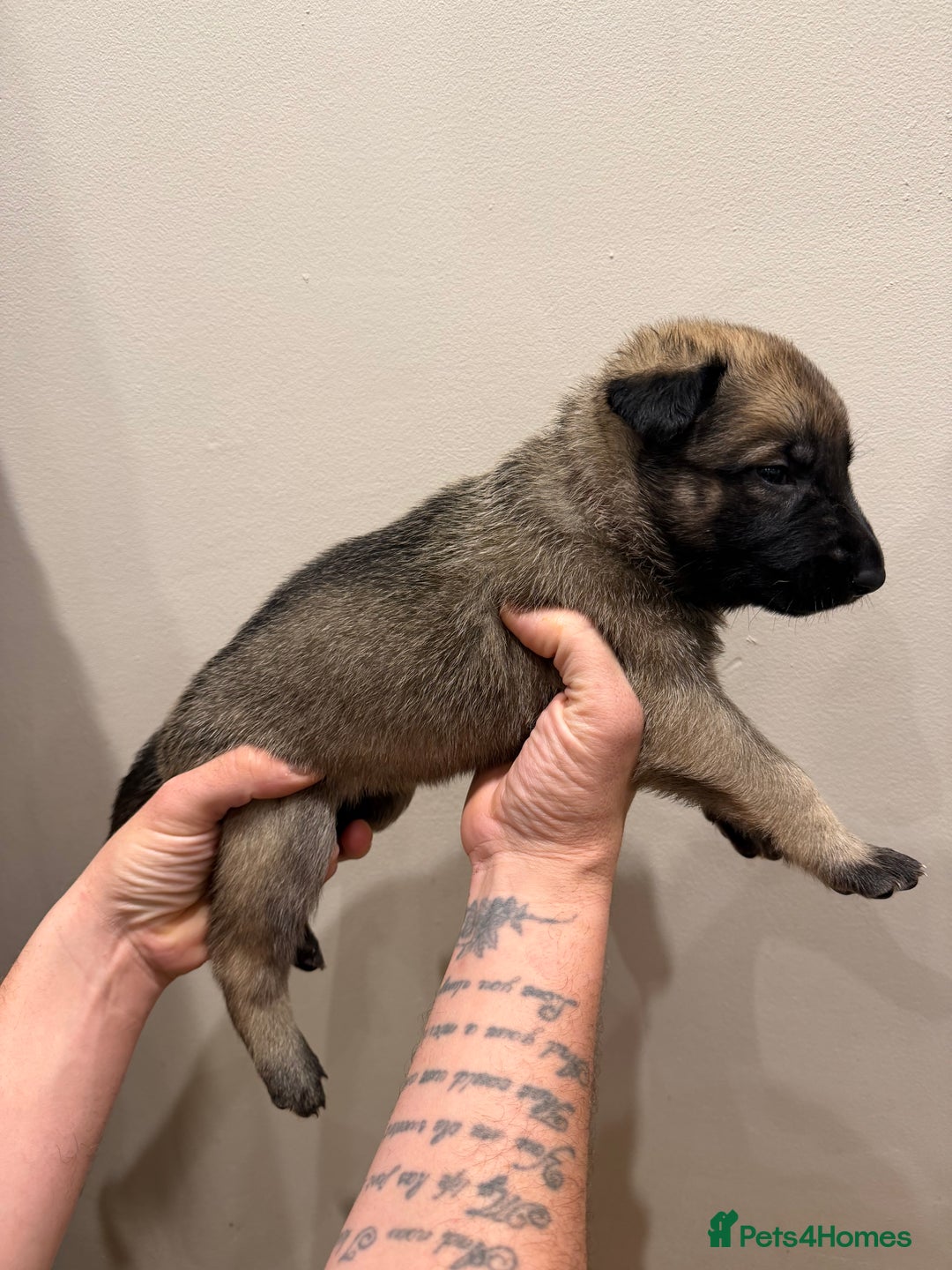 Mixed Breed dogs for sale: Shepinios puppies  - Advert 7