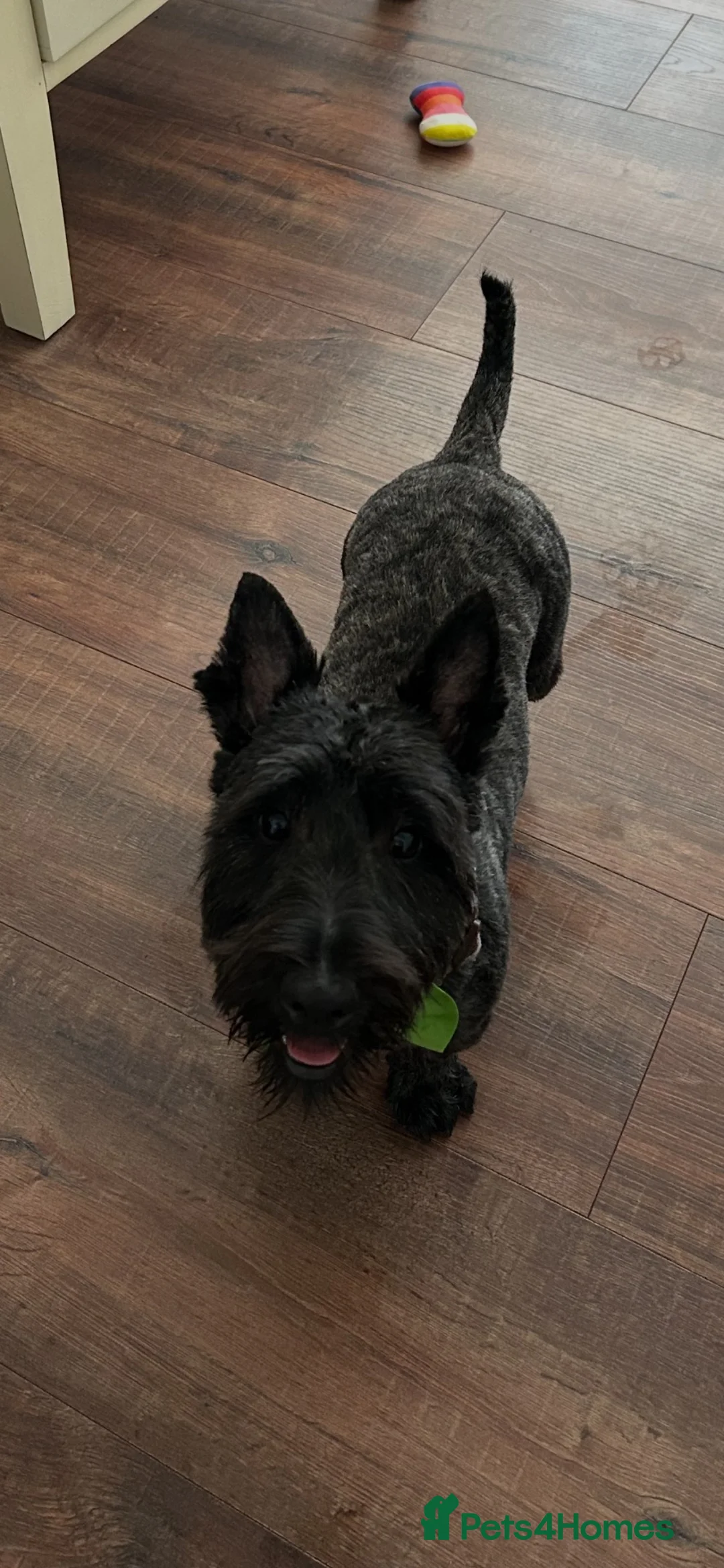 Scottish Terrier dogs for sale: Scottish terrier puppies for sale  - Advert 15
