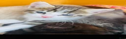 Siamese cats for sale: 5 Siamese mix babies  - Advert 5