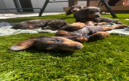 Miniature Dachshund dogs for sale: READY NOW 🤍MINIATURE LONG HAIR DACHSHUNDS  - Image 4
