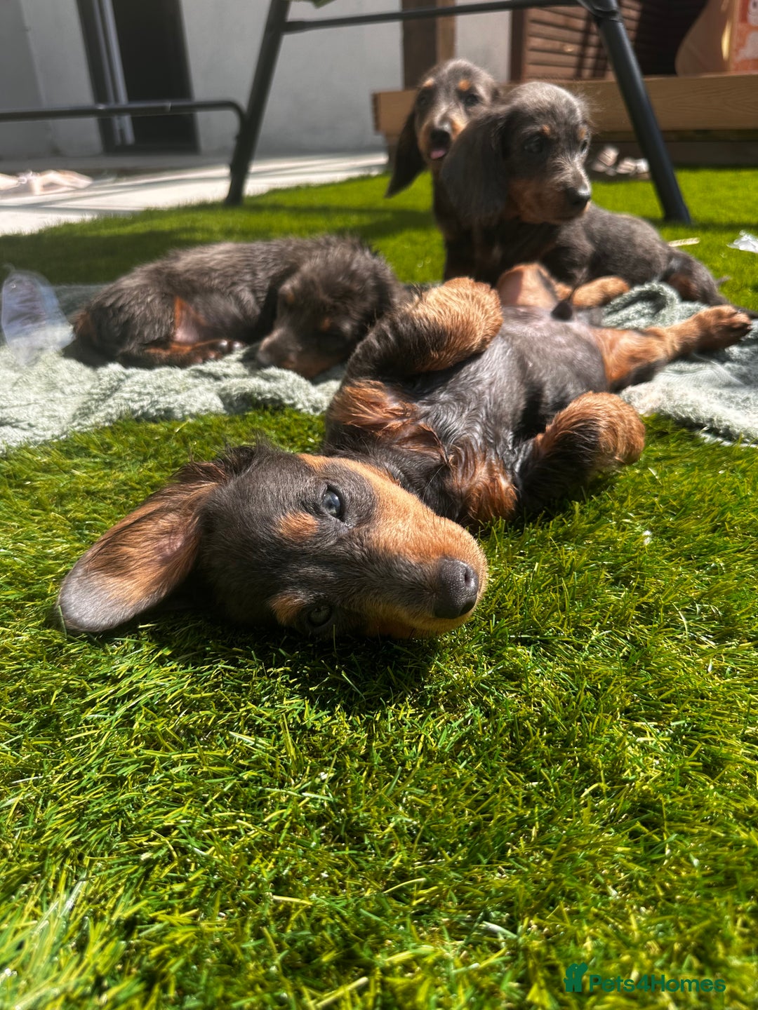 Miniature Dachshund dogs for sale: READY NOW 🤍MINIATURE LONG HAIR DACHSHUNDS  - Image 4