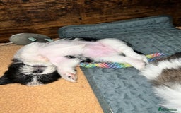 Zuchon dogs for sale: Shihzu x Bichon x Westie - Image 29