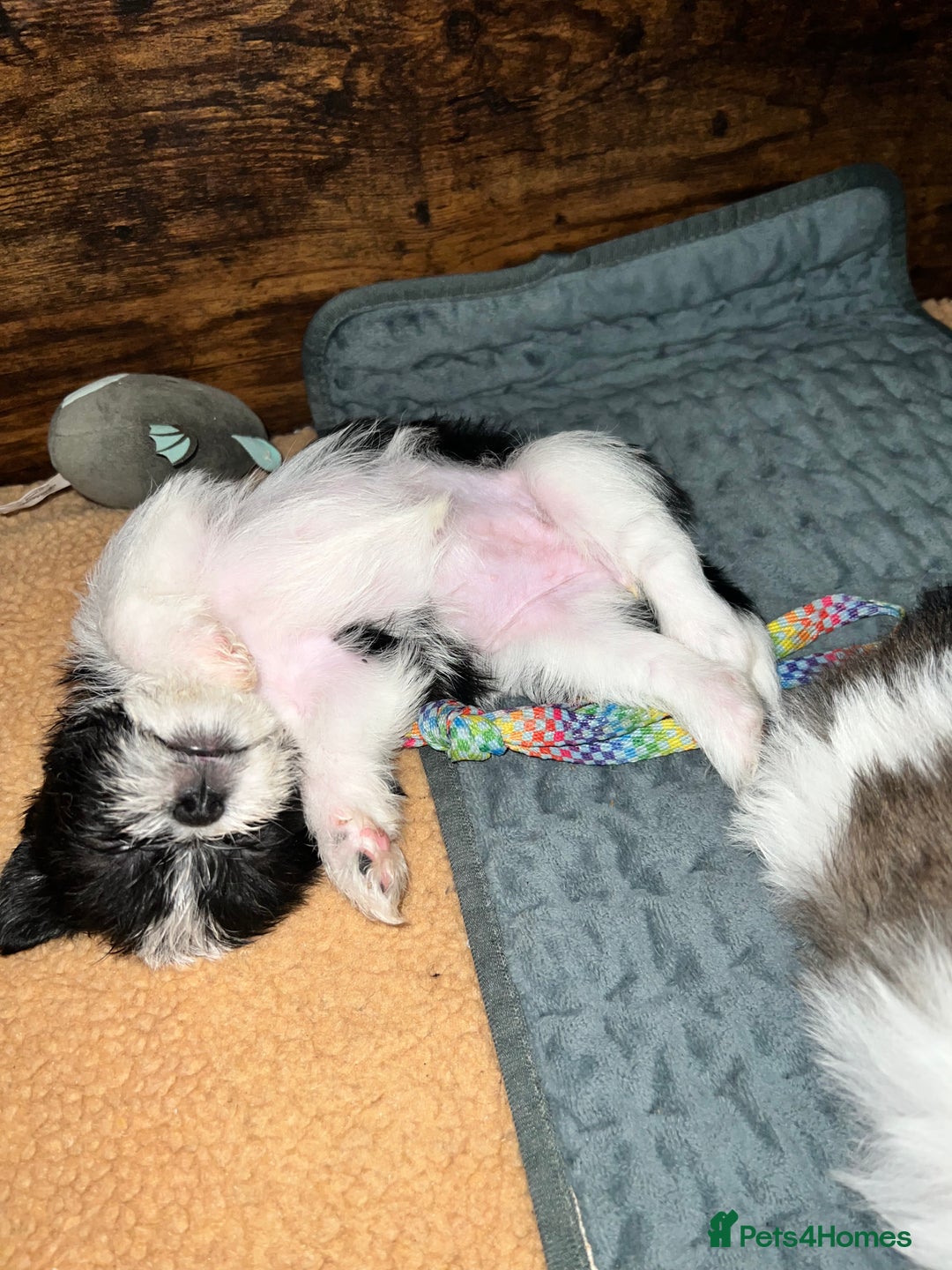 Zuchon dogs for sale: Shihzu x Bichon x Westie - Image 29