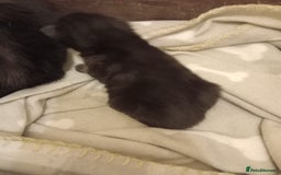 Domestic Shorthair cats for sale: Antony woods  - Image 3