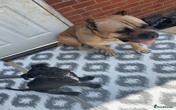 Cane Corso dogs for sale: Cane corso puppy  - Image 4
