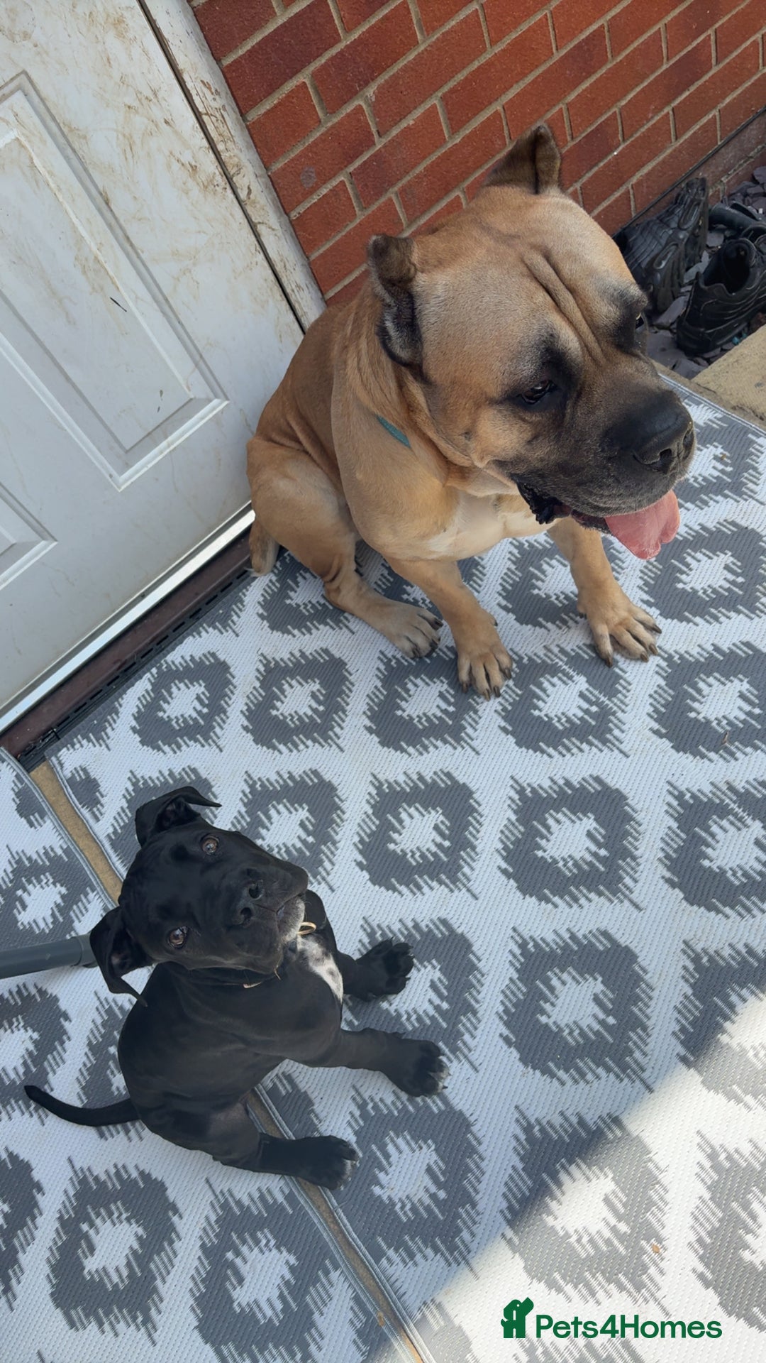 Cane Corso dogs for sale: Cane corso puppy  - Image 4