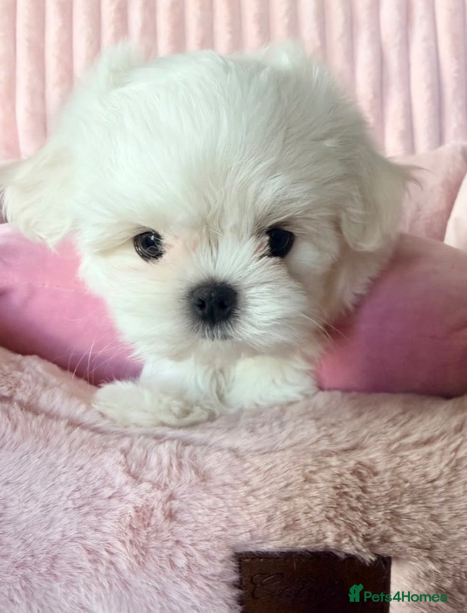 Maltese dogs Bambelina~ One Girl~Ready Now ~ Korean Maltese - Advert 1