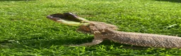 Bearded Dragon reptiles for sale: Leather back bearded dragon in Ashford - Advert 3