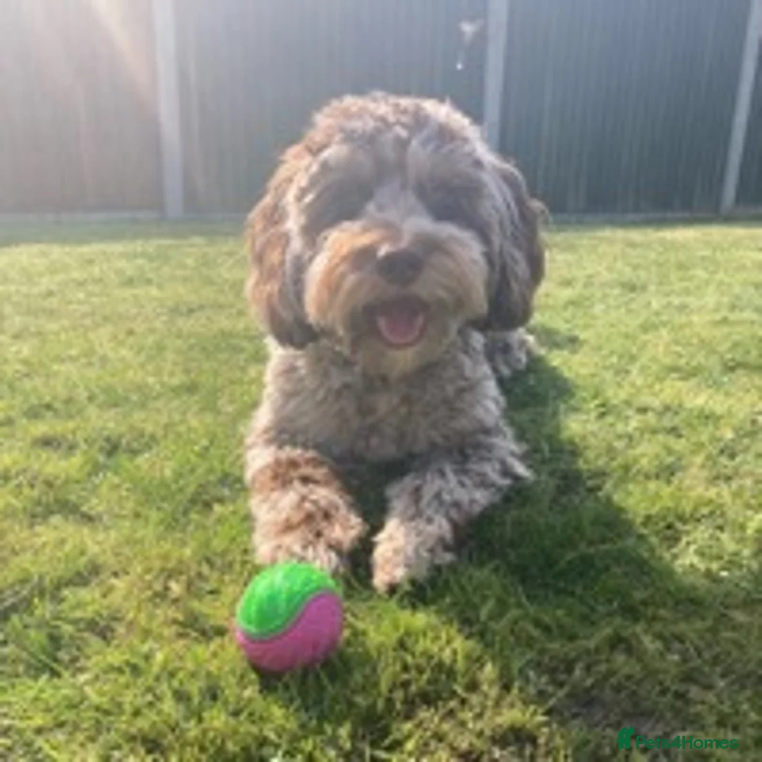 Cockapoo dogs for stud: F1 Merle Male Cockapoo for Stud in Nottingham - Advert 3