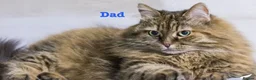 Siberian cats for sale: Pedigree Siberian kittens  in Droitwich - Advert 9