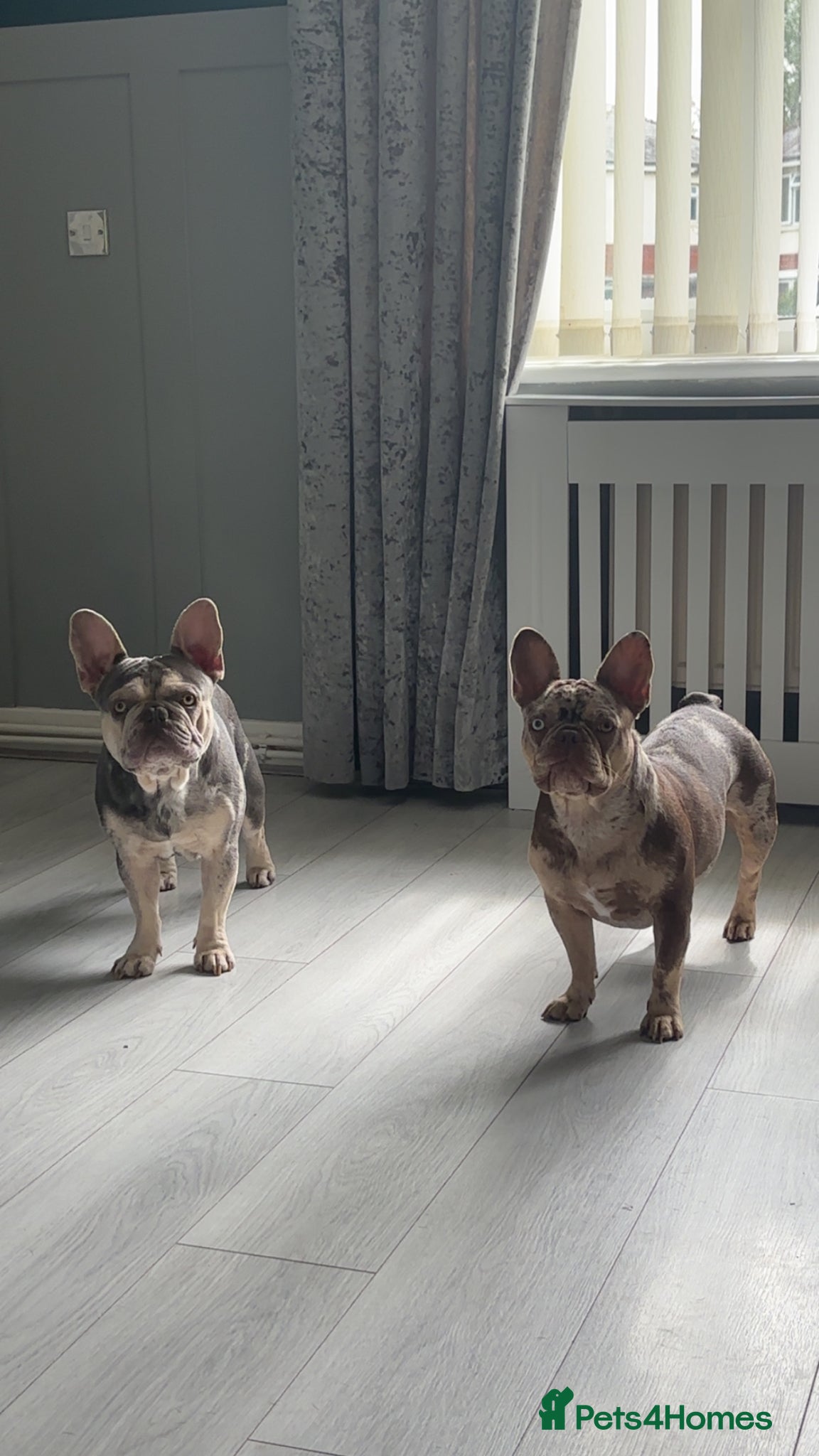 French Bulldog dogs for sale: Pair of merle French Bulldogs - Advert 2