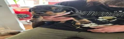 Mixed Breed dogs for sale: 1 Male and 3 Female Dorkies in Southampton - Advert 9