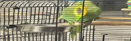 Ringnecks birds for sale: 1 year old Female Ringneck Parrot with cage in London - Advert 4