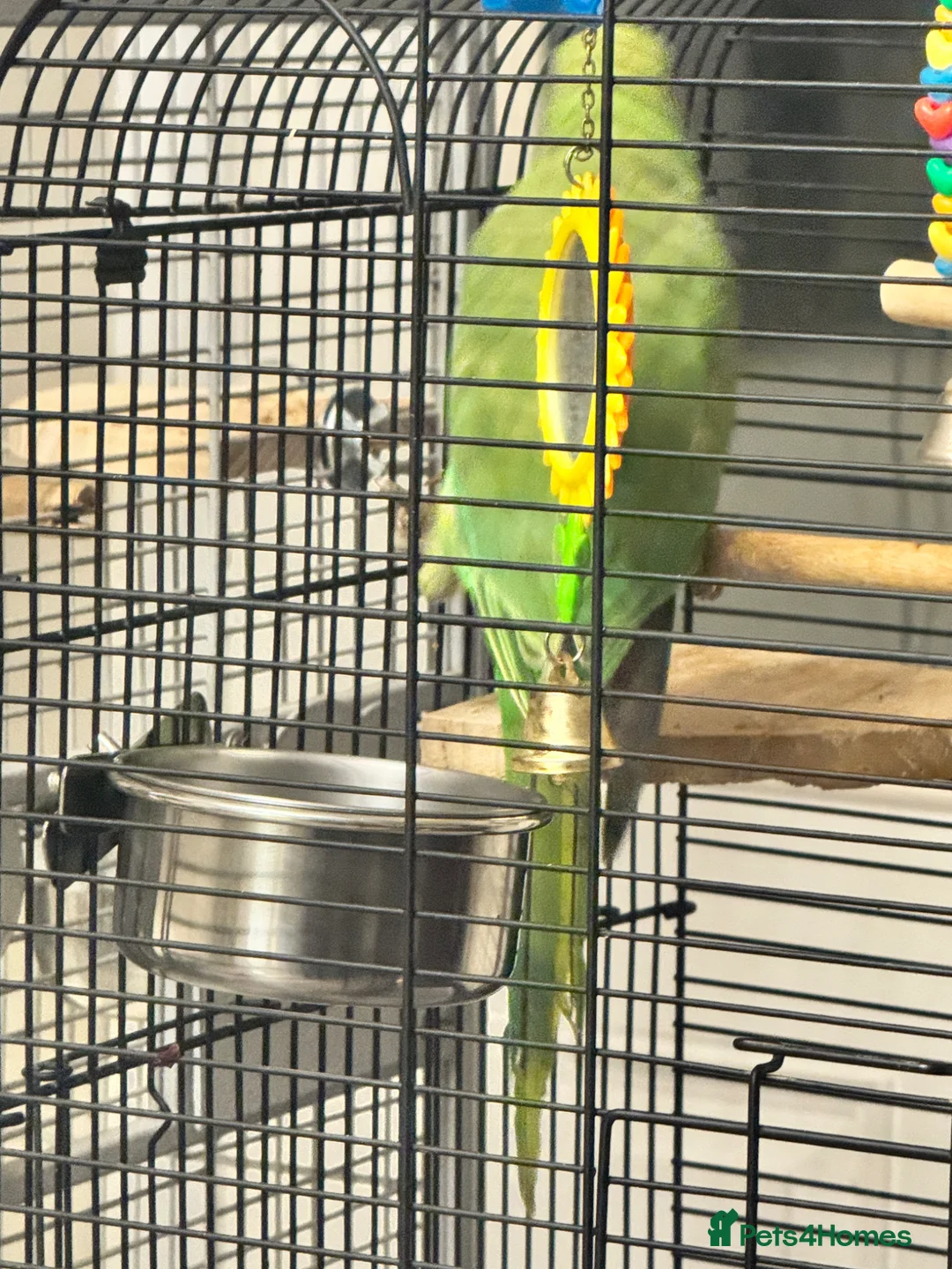 Ringnecks birds for sale: 1 year old Female Ringneck Parrot with cage in London - Advert 4